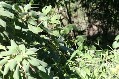 Impatiens hensloviana